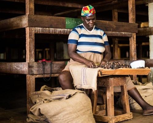 Woman sorting nutmeg spice in Grenada