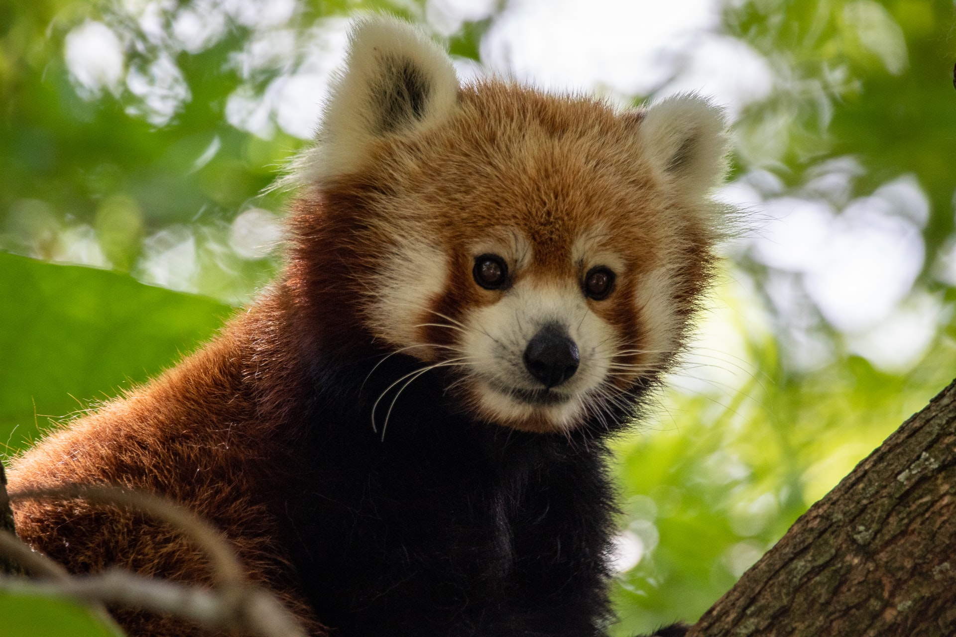 Close up of a red panda in a tree
