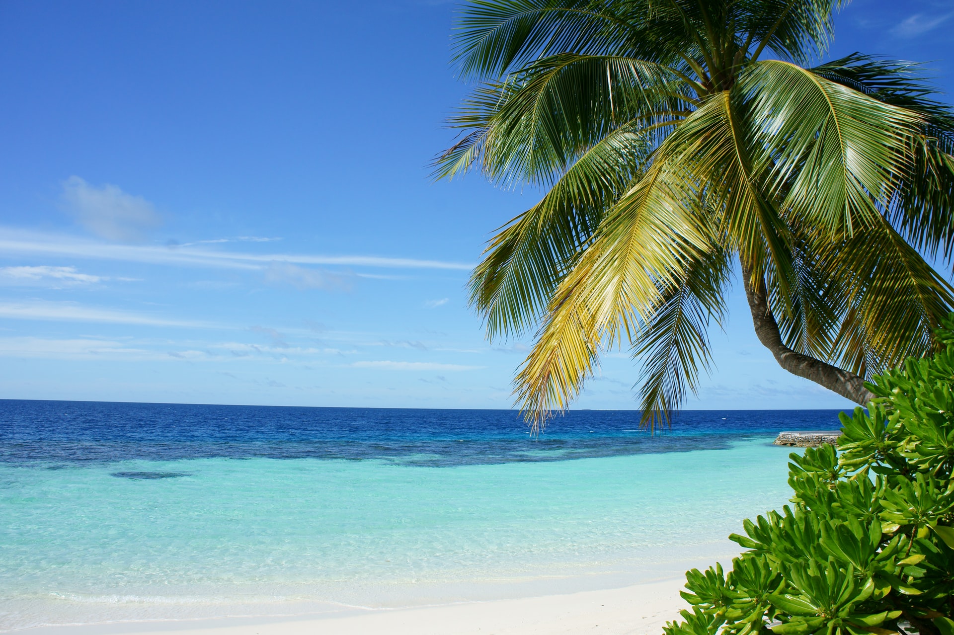  Tall palm trees on edge of tropical blue sea