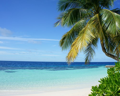 Tall palm trees on edge of tropical blue sea