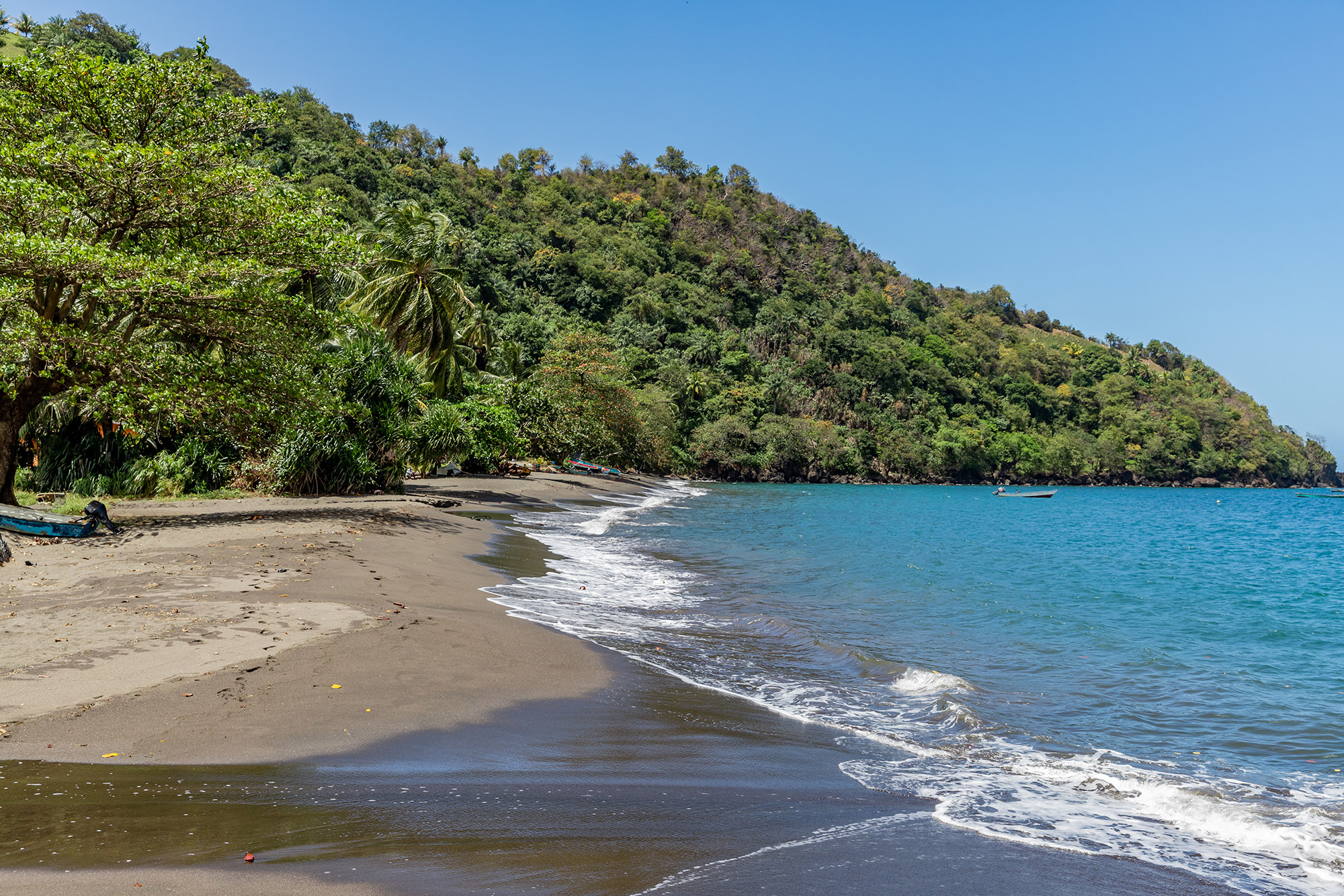 Dark volcanic sand beach next to a wild forest on a Caribbean island