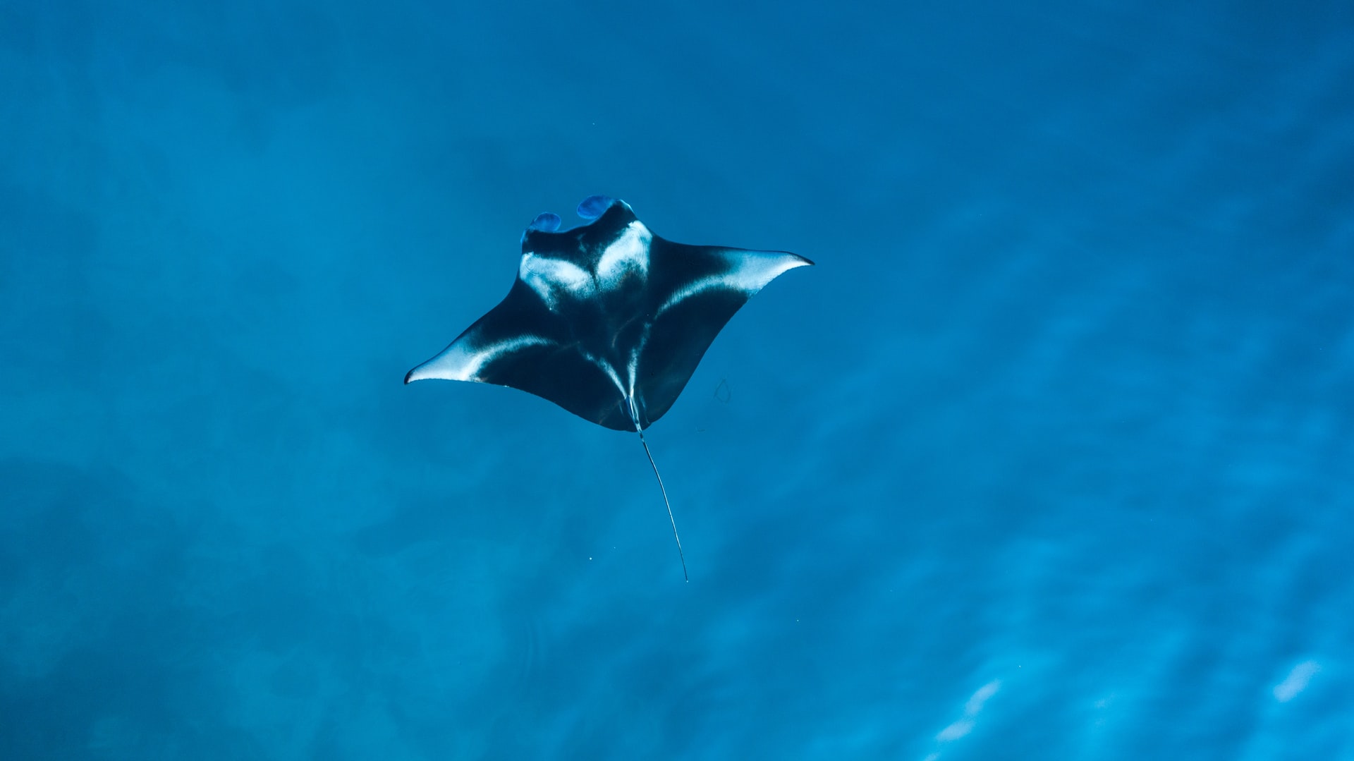 Manta ray swimming through a clear blue sea from above