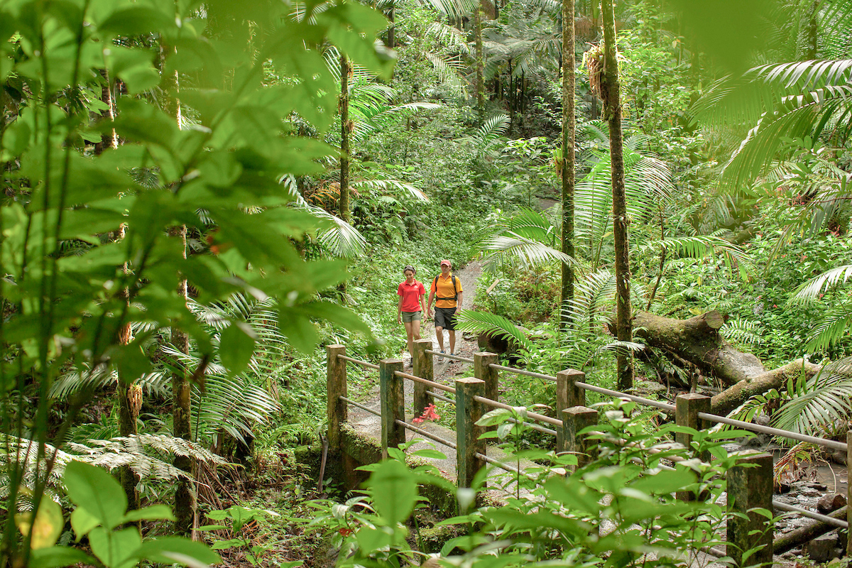 Couple hiking trail through rainforest