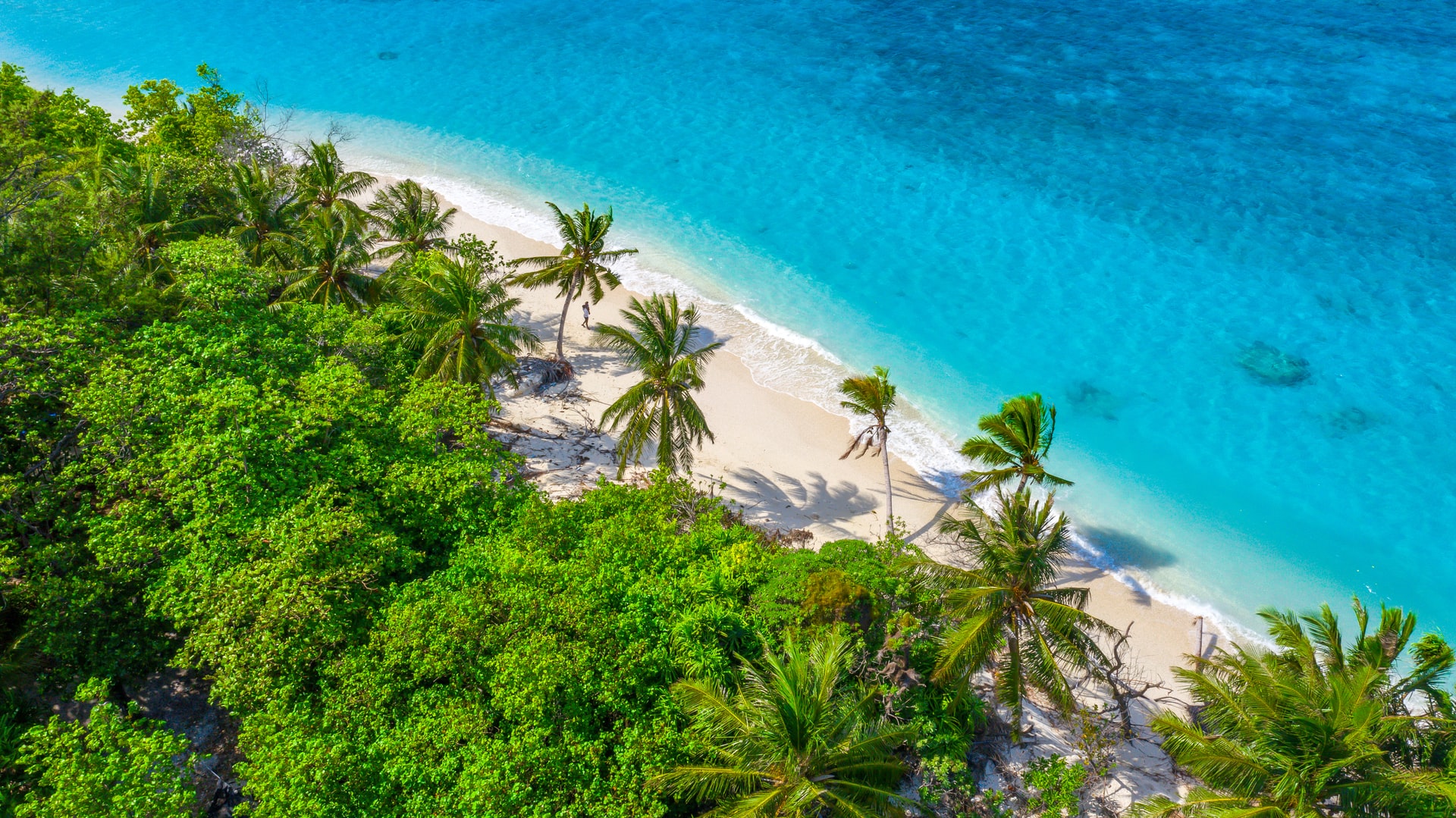 Aerial view off palm trees swaying in the wind on a white sand beach with bright blue sea