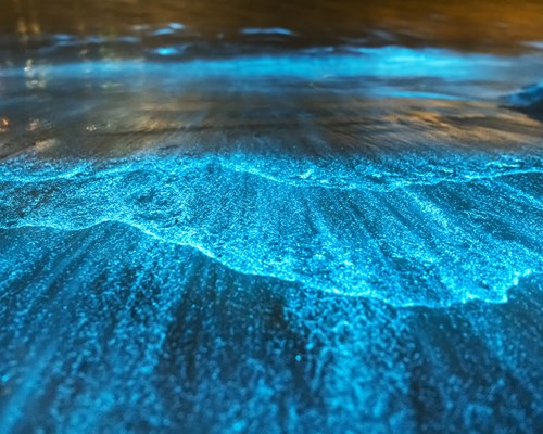 Bio-luminescence waves crashing on the shore