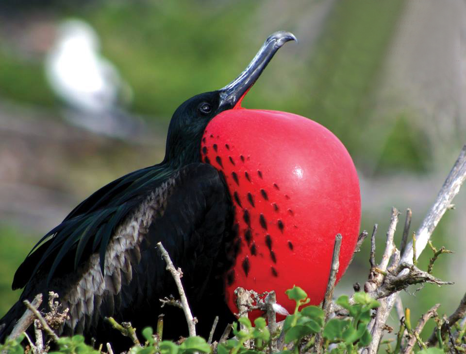  Close up of a Frigate Bird puffing up its red chest 