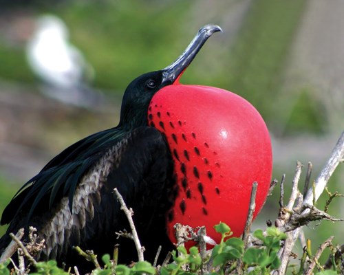 Close up of a Frigate Bird puffing up its red chest