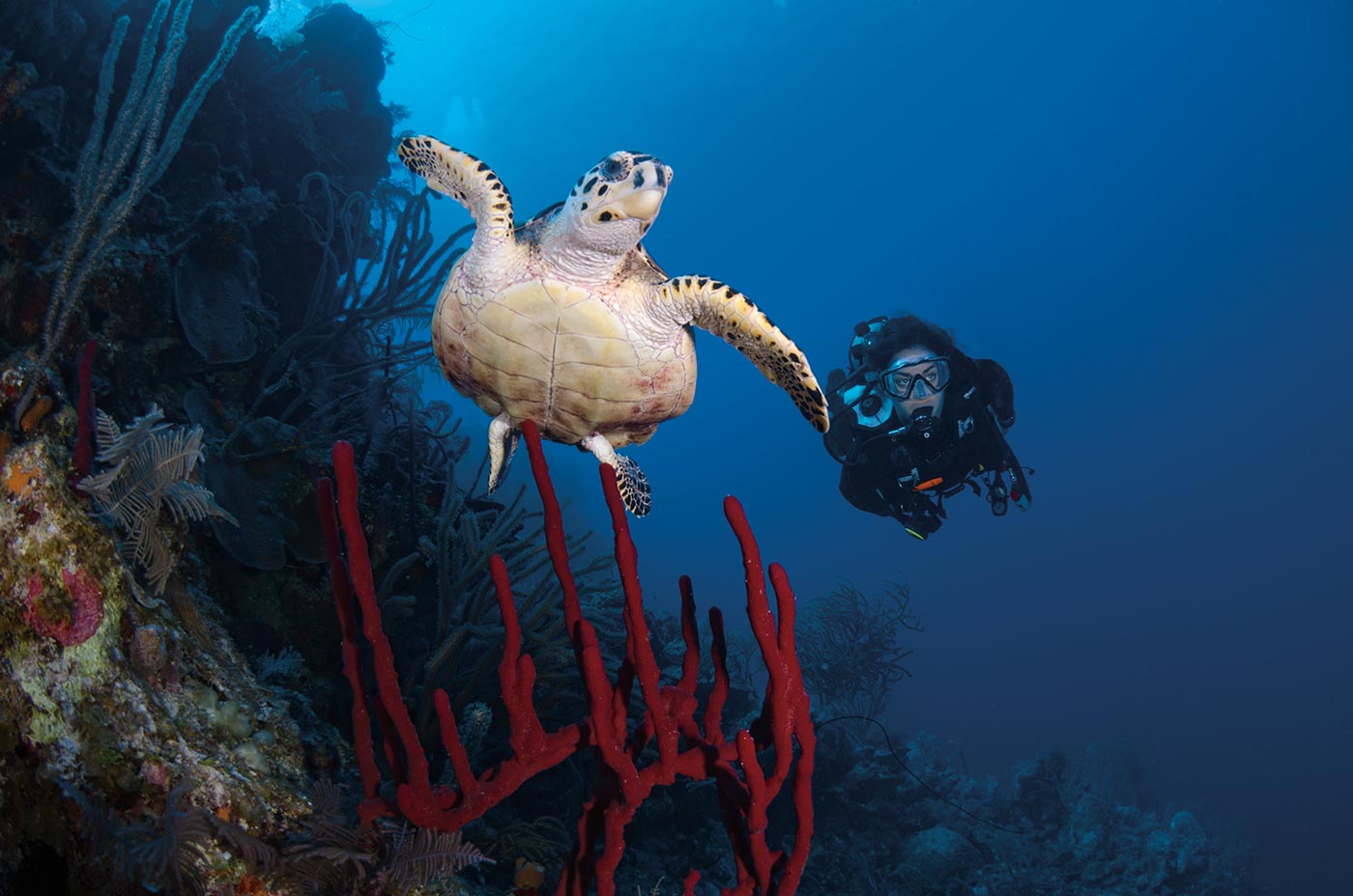 Woman scuba diving with sea turtle over a bed of coral