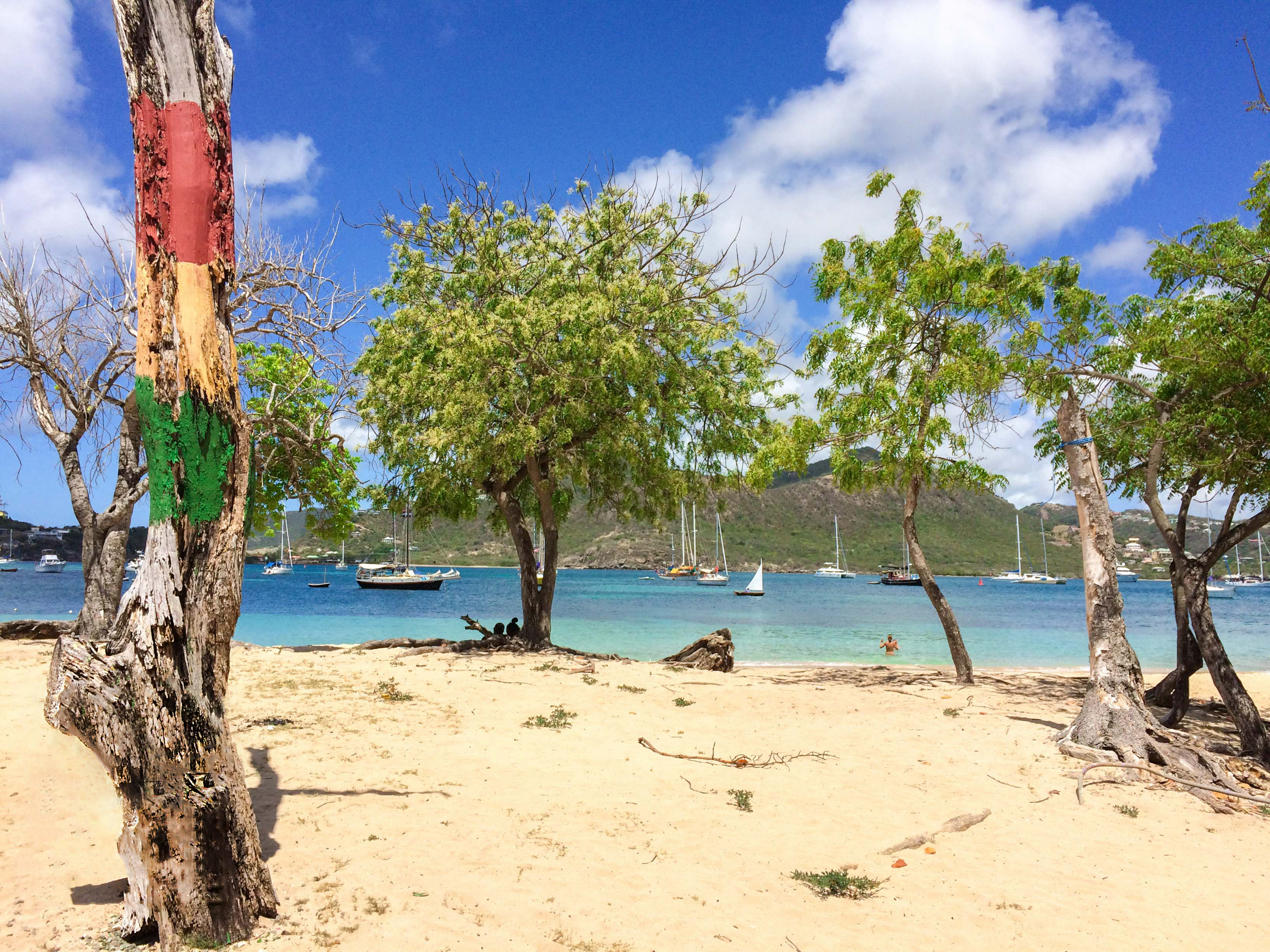 Rustic trees on a sandy beach at Pigeon Point Beach in Antigua