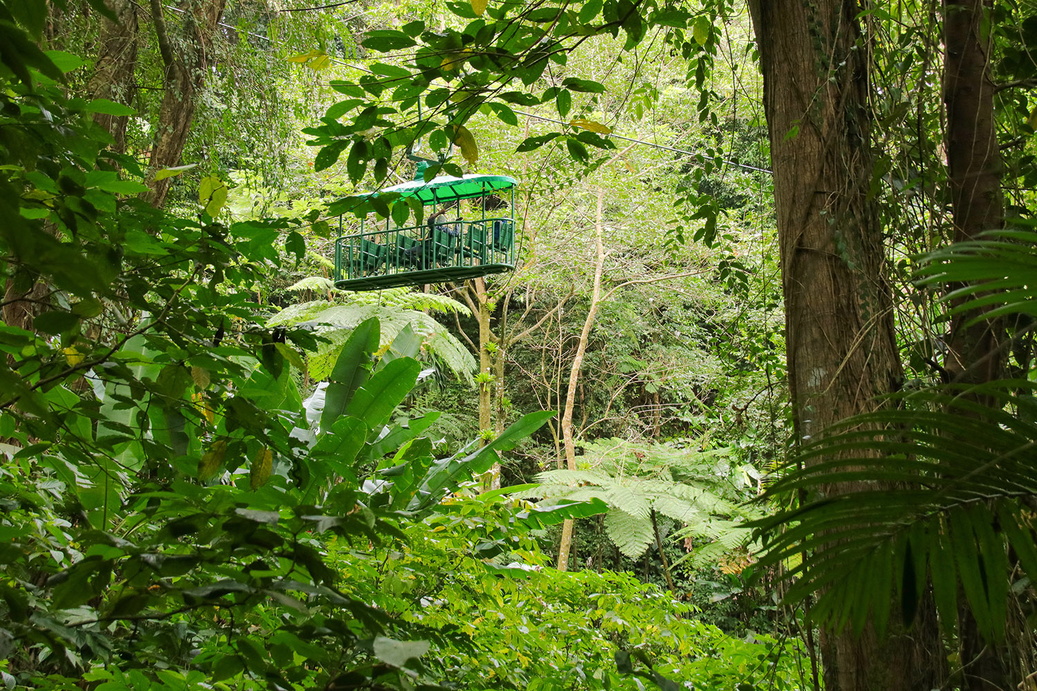 Green tram going through a rainforest