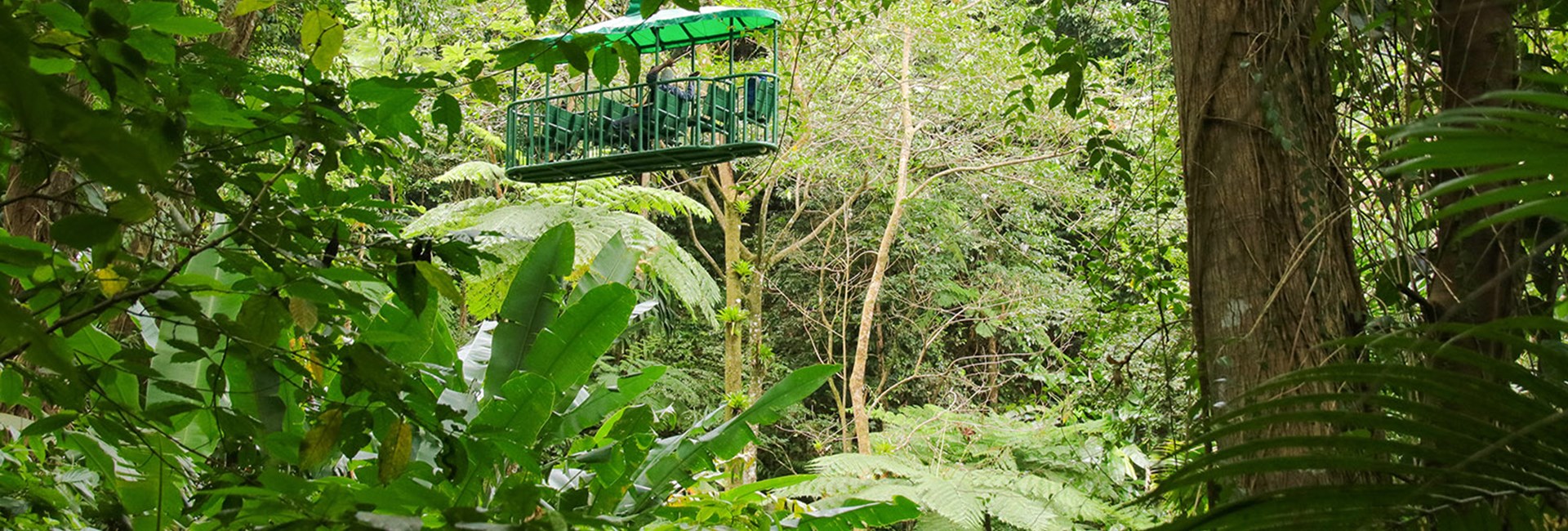 Tram tour through a rainforest