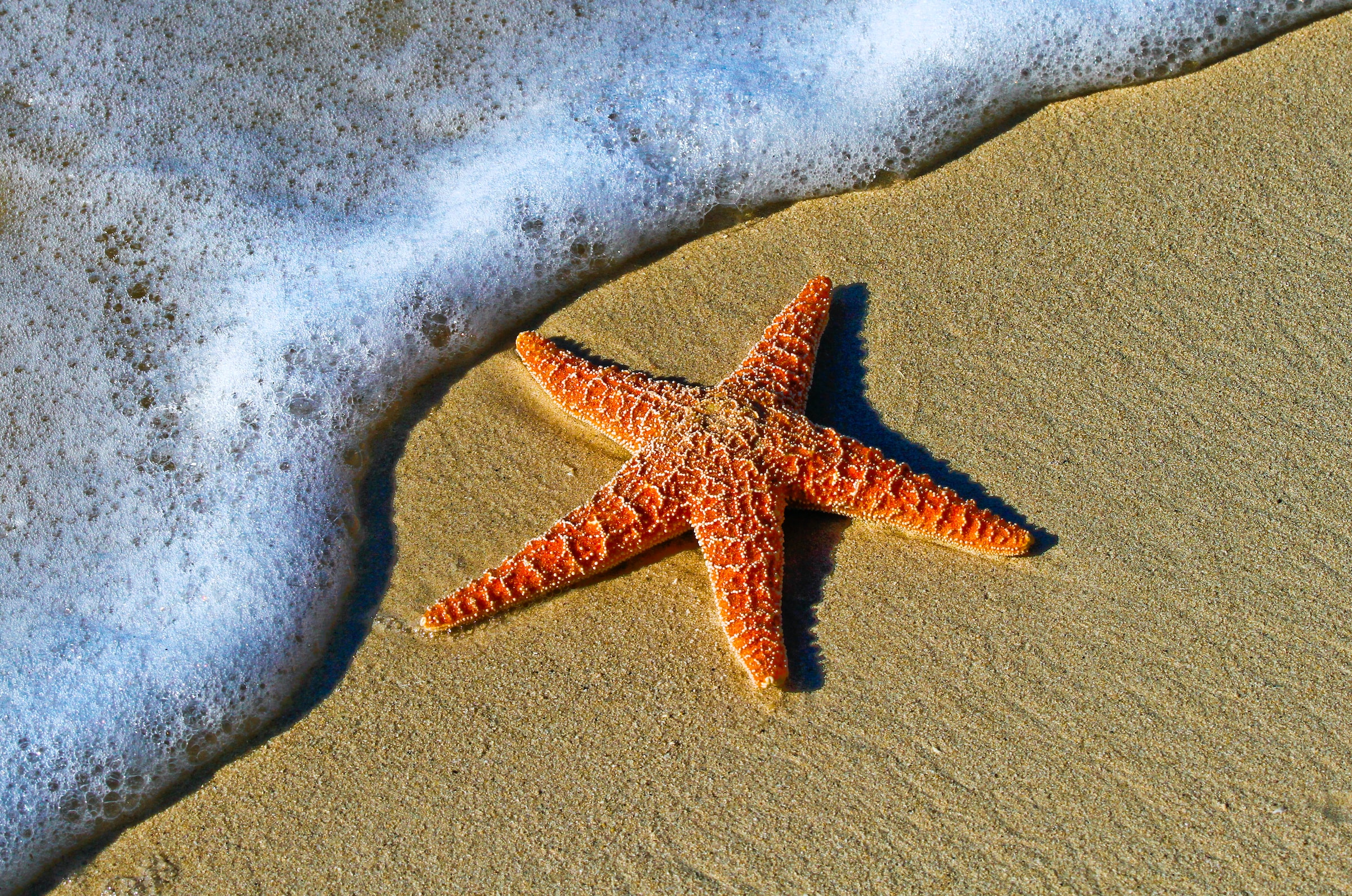An orange starfish laying on the sand