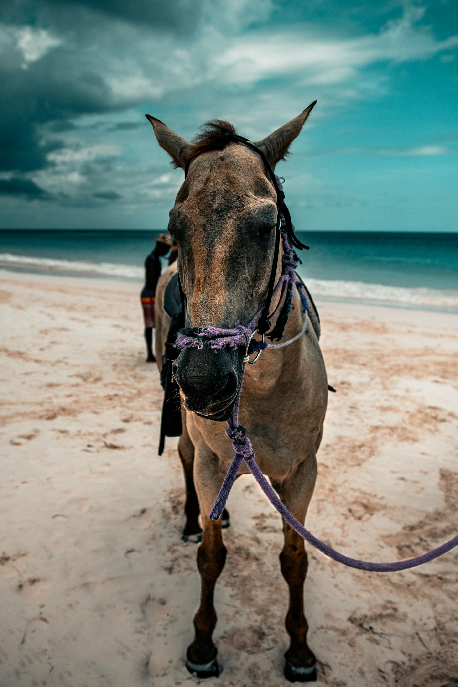 A brown horse standing on the beach