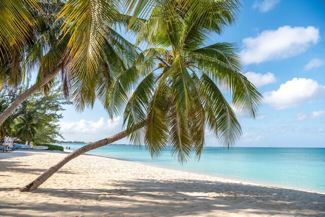 Palm tree leaning alone on white sand with blue sky and ocean in background - Old Man Bay