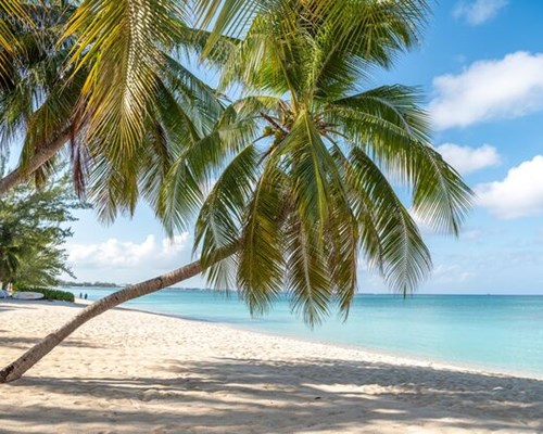 Palm tree leaning alone on white sand with blue sky and ocean in background - Old Man Bay
