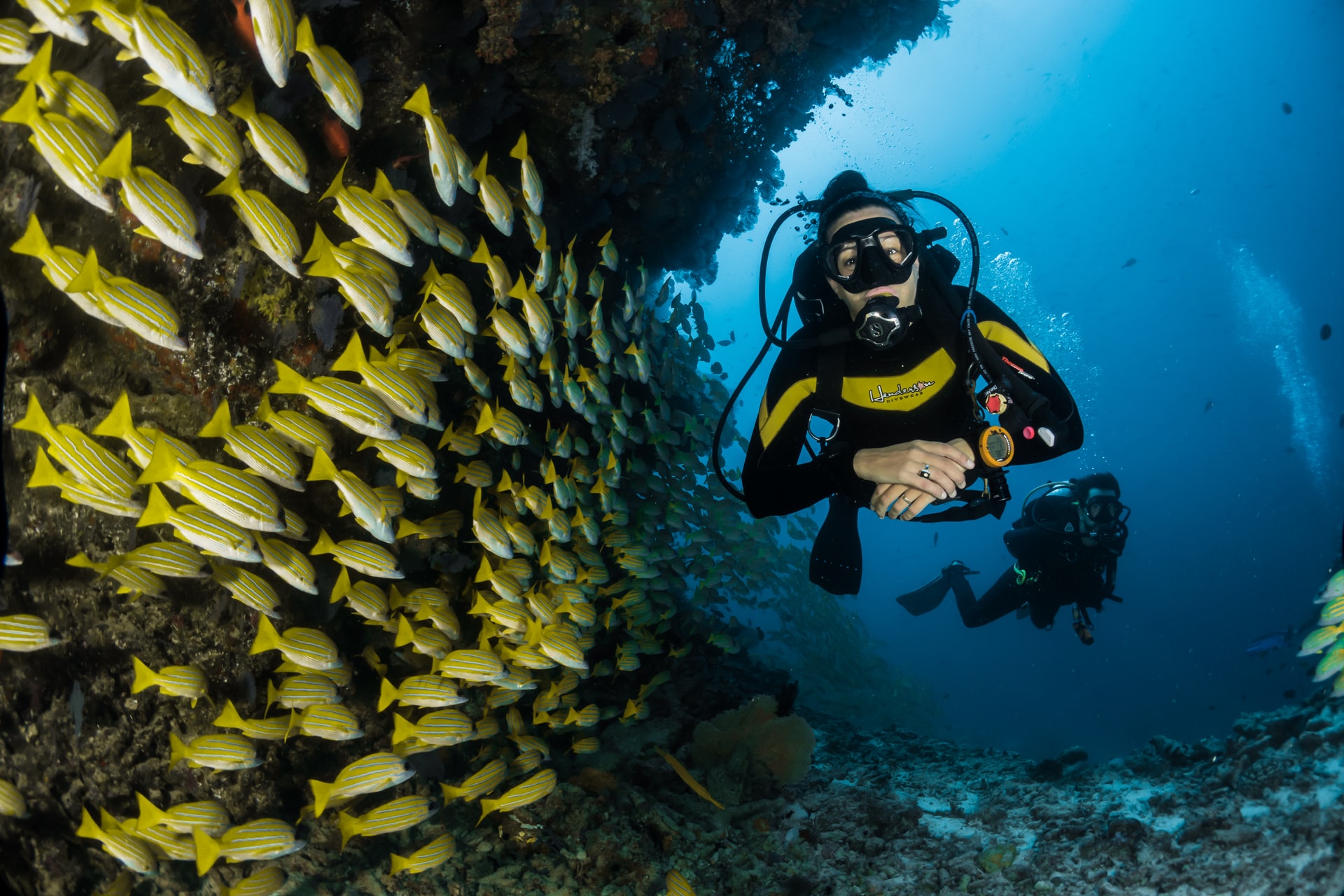 Two people scuba diving in the sea as school of yellow fish swim by