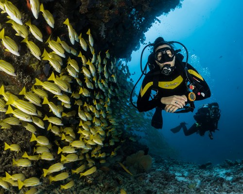 Two people scuba diving in the sea as school of yellow fish swim by