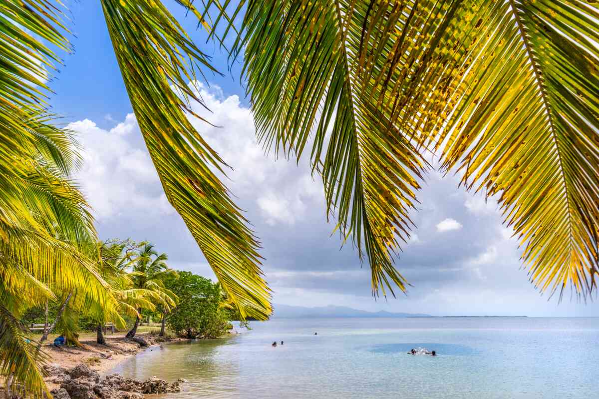 Large palm leaves swaying in the wind with a small dark sanded beach in the background