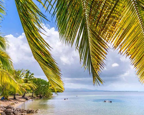 Large palm leaves swaying in the wind with a small dark sanded beach in the background-