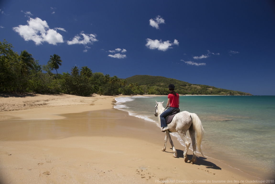 A woman in red t-shirt riding a white horse along a light-sand tropical beach