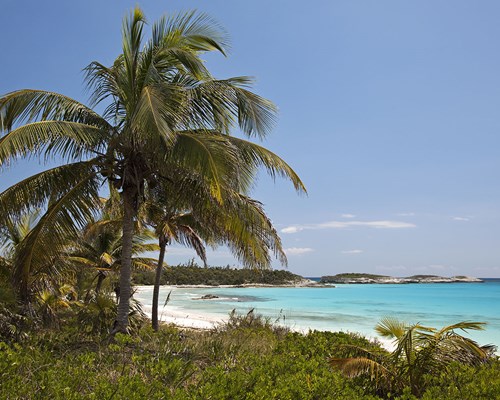 Palm trees on a tropical beach at Lighthouse Bay in Eleuthera