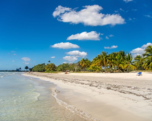 Natural tropical white sand beach lined with a forest of palm trees