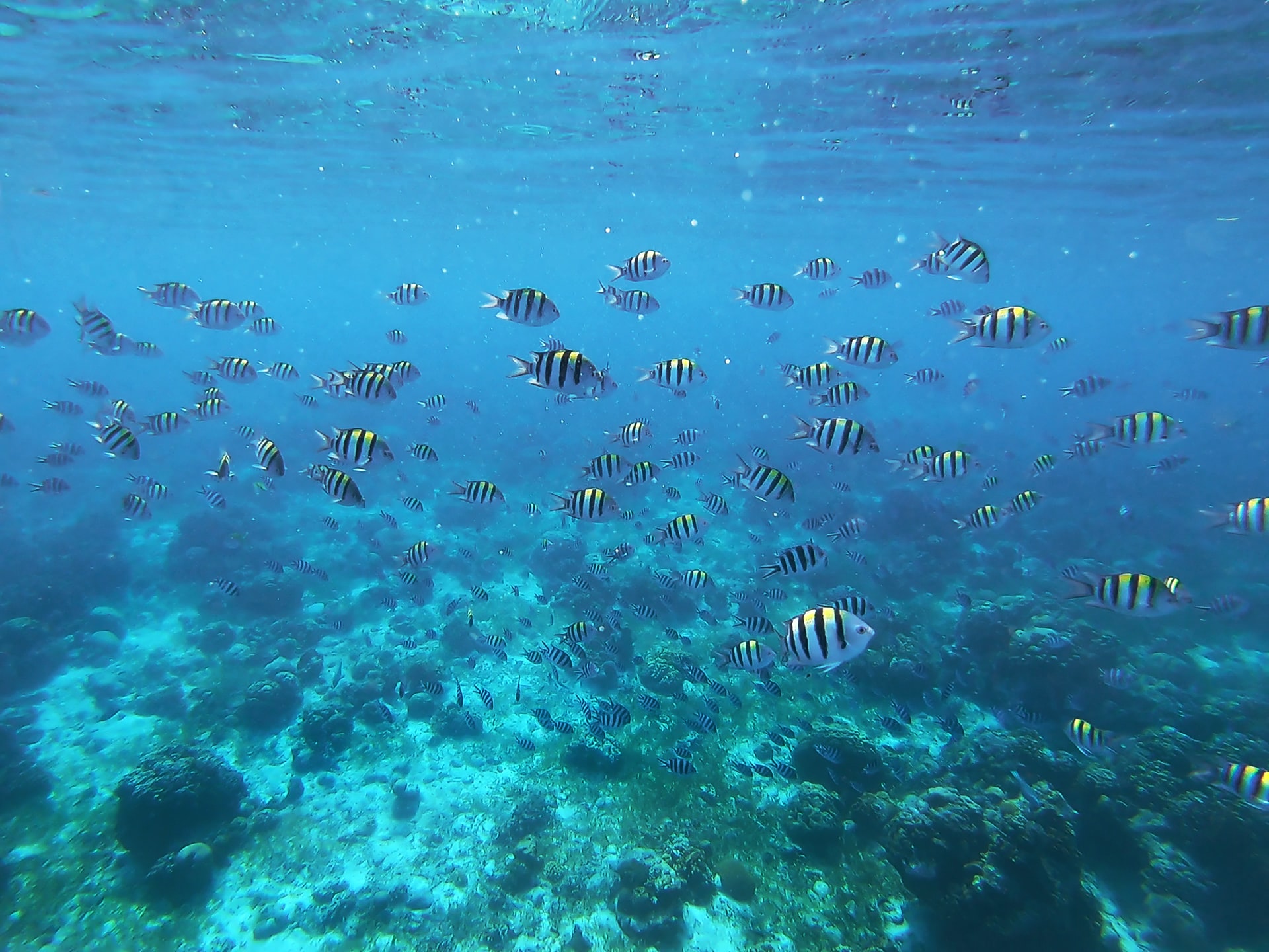 School Of Tropical Fish In Clear Blue Sea