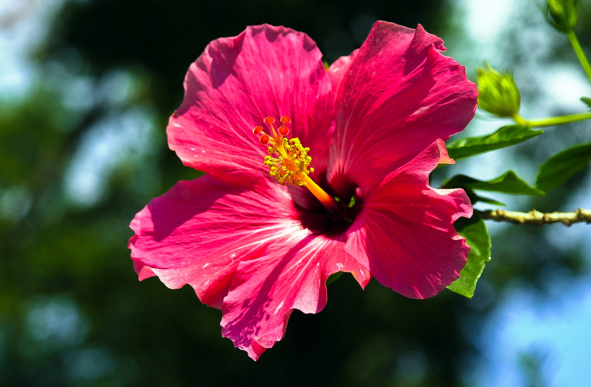 Close up of a large pink tropical flower 