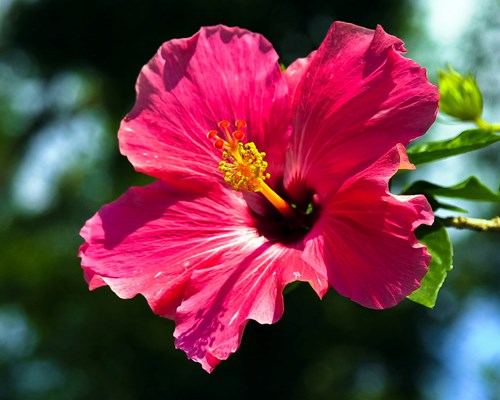 Close up of a large pink tropical flower