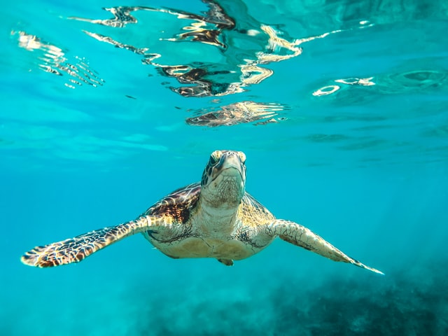 Turtle swimming in clear turquoise sea