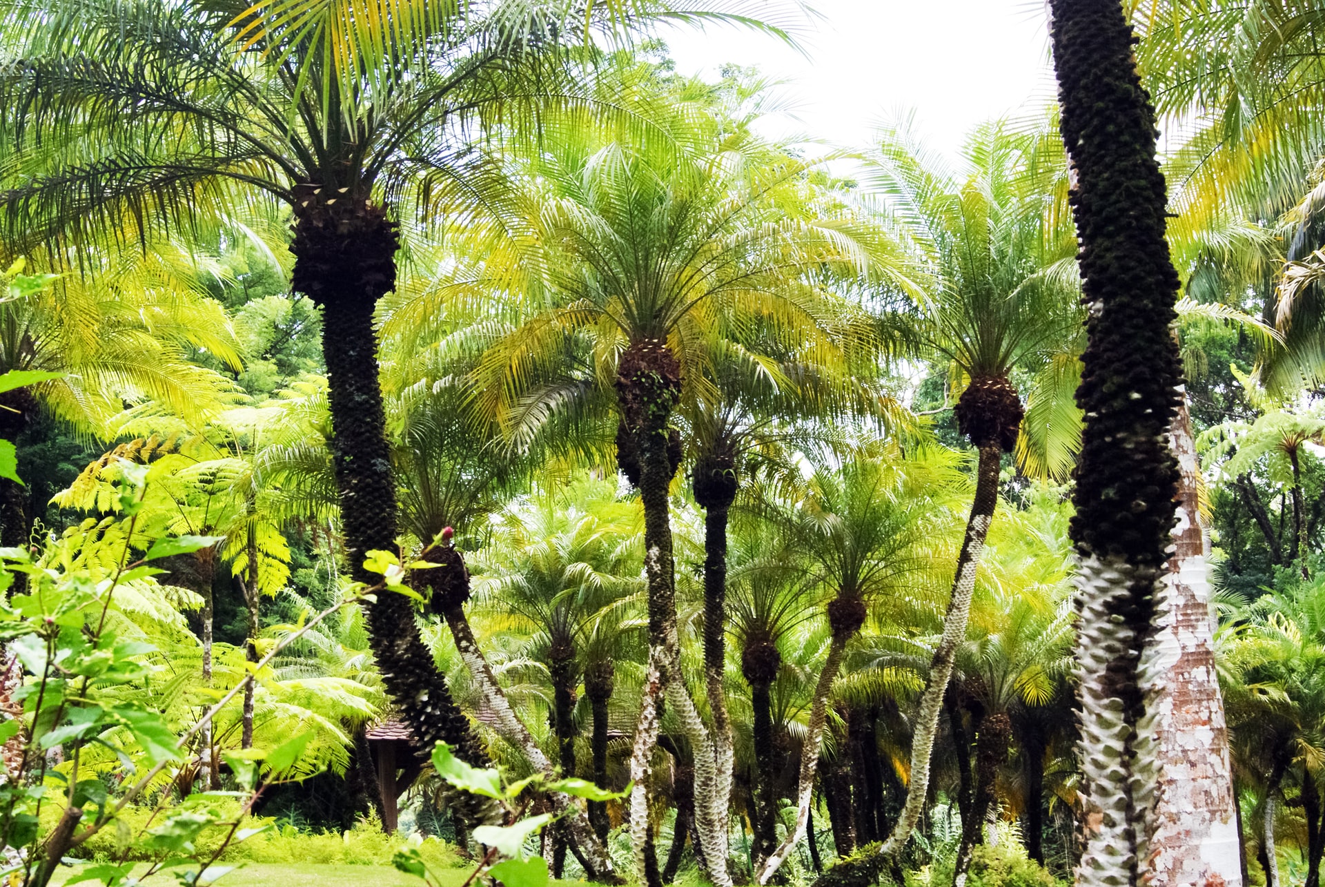 Forest of green palm trees in the Caribbean