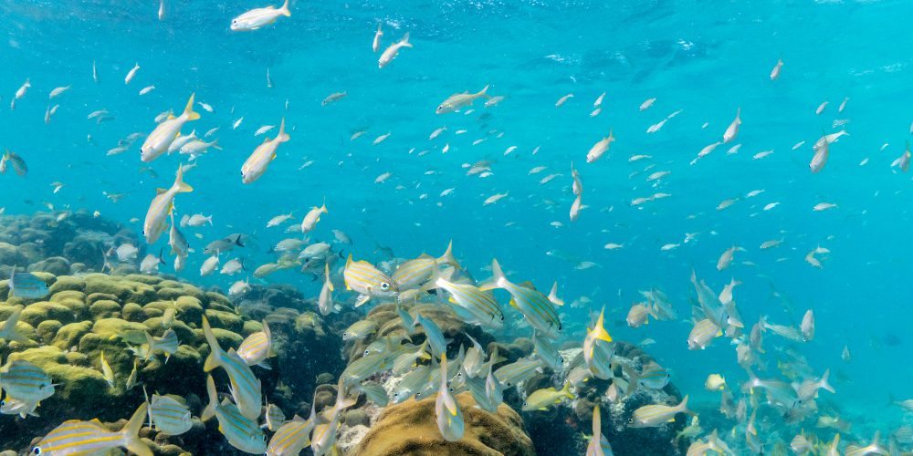 2. Fish swimming around under water 