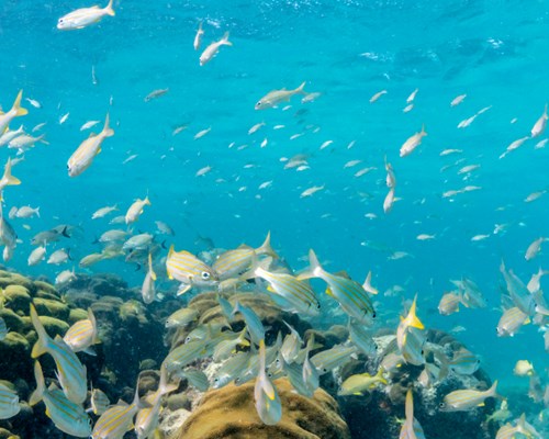 2. Fish swimming around under water