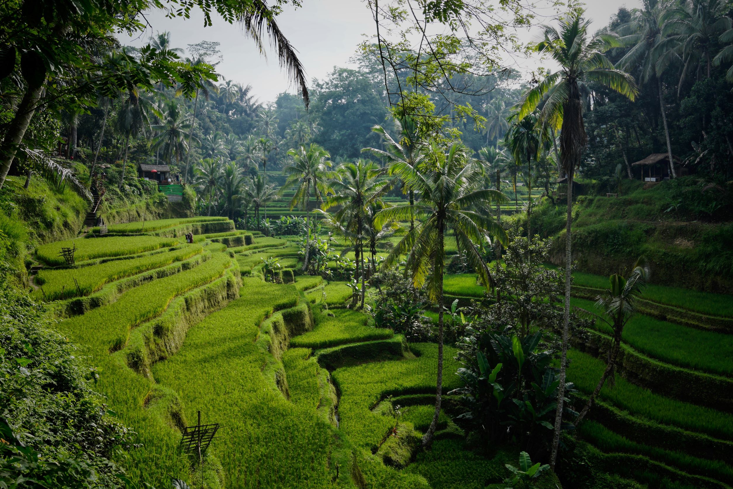 Luscious foliage in Bali