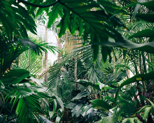 An area of thick jungle with various species of green plants