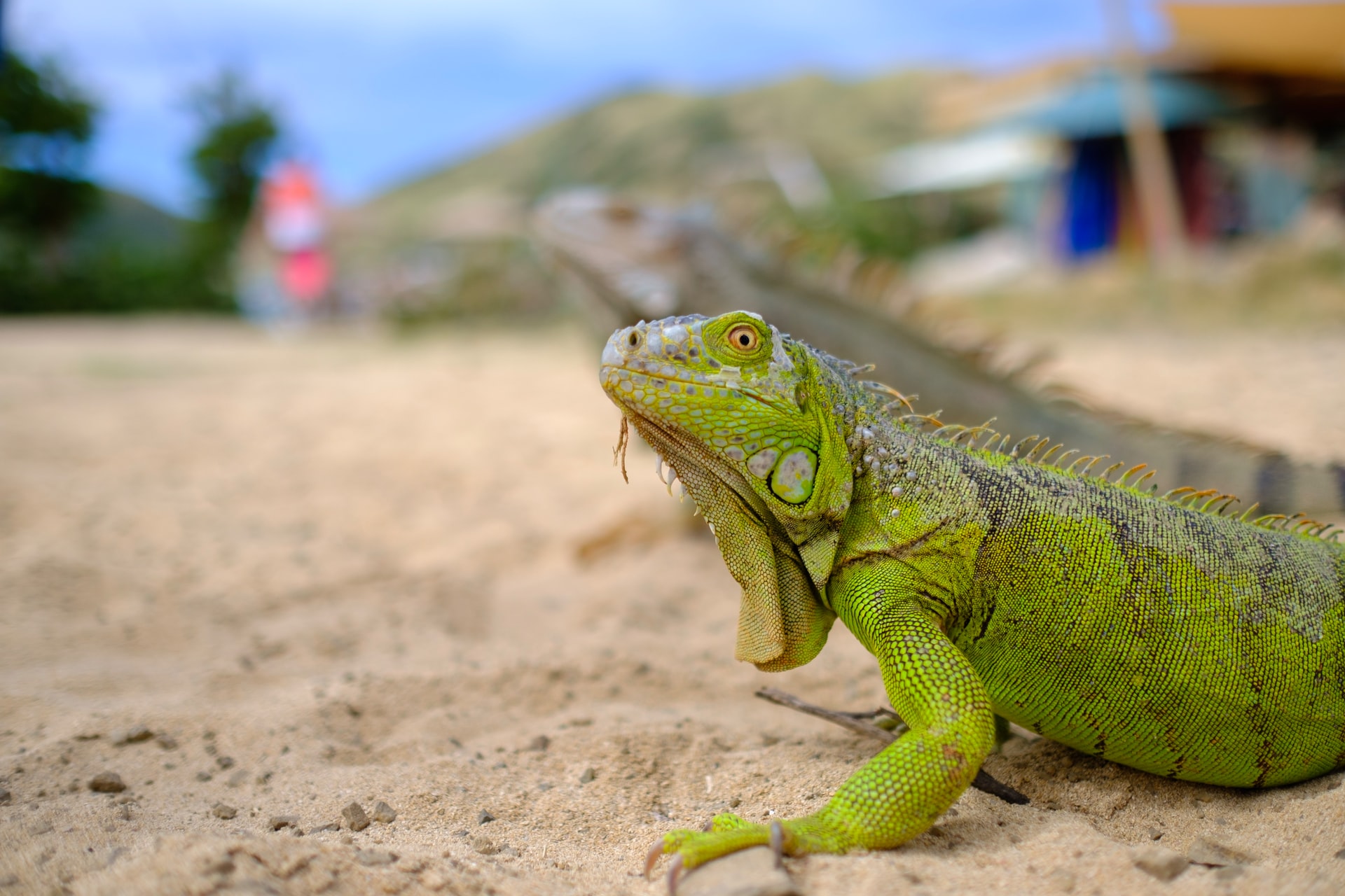 Close up of a green iguana on a beach