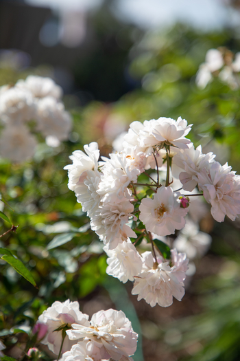 Pinky-white flowers blossom in garden