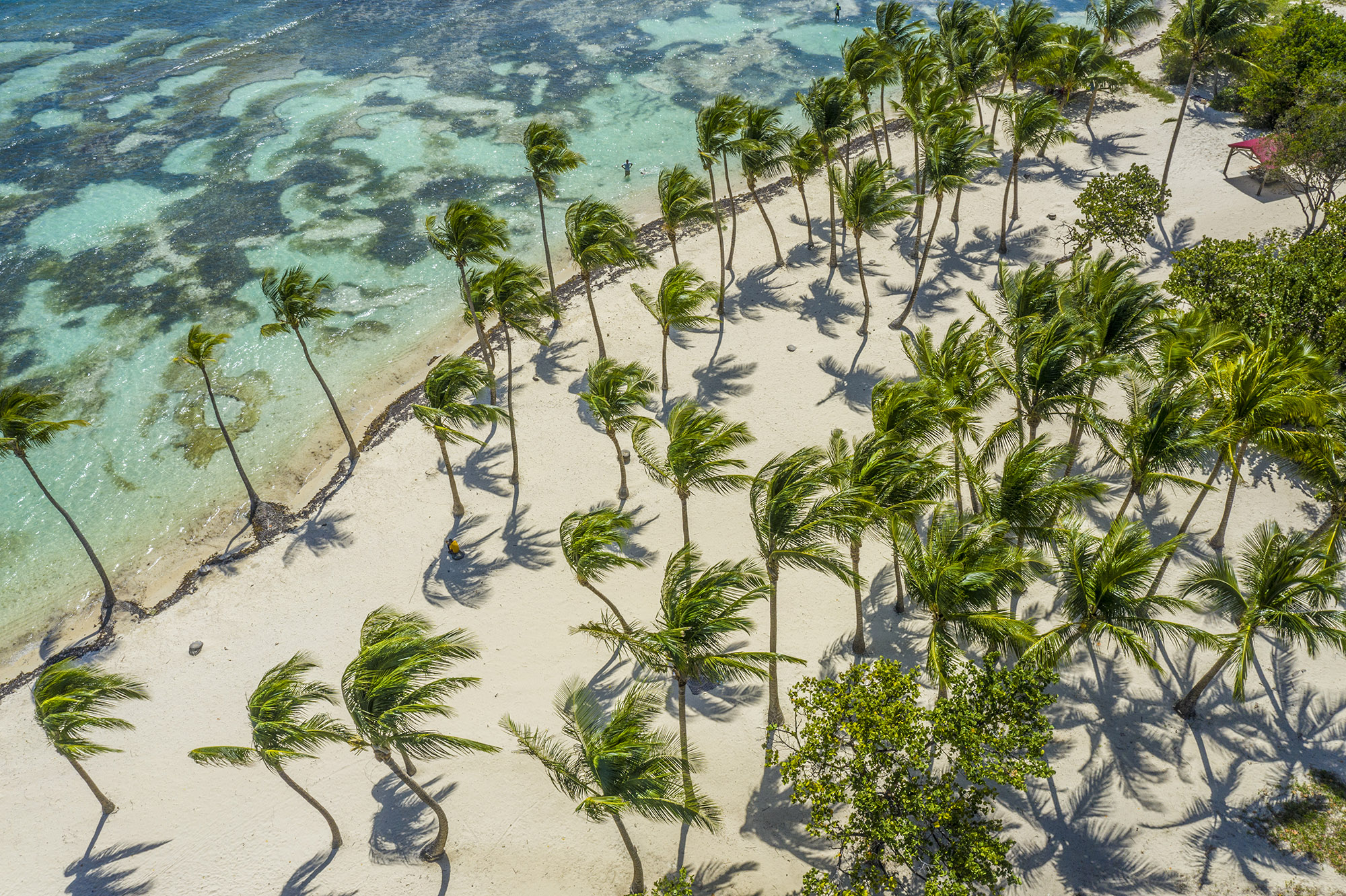 Lots of tall palm trees swaying in the wind on a white sand beach