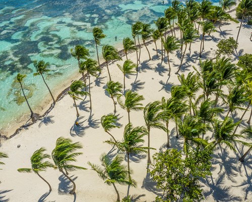 Lots of tall palm trees swaying in the wind on a white sand beach