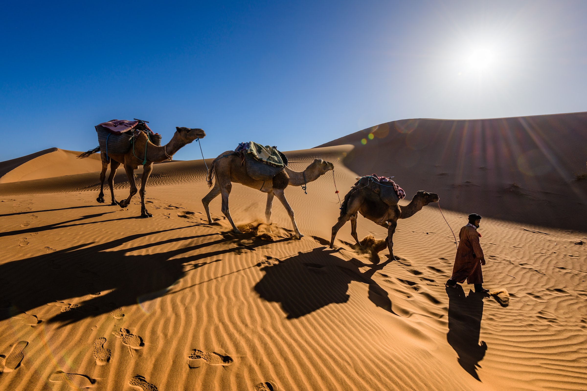 man leading 3 camels in camel train across desert in Arabia