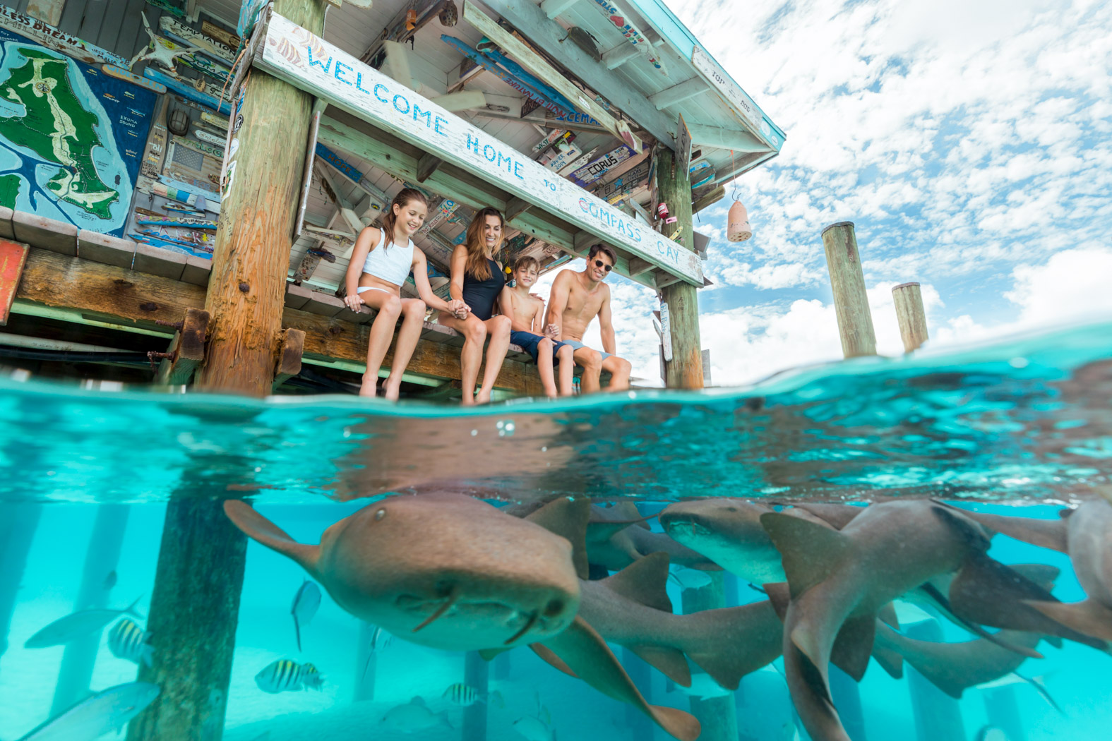 Nurse sharks swimming near the dock at Compass Cay