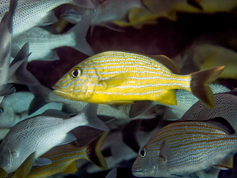 Close up of yellow fish with white stripes