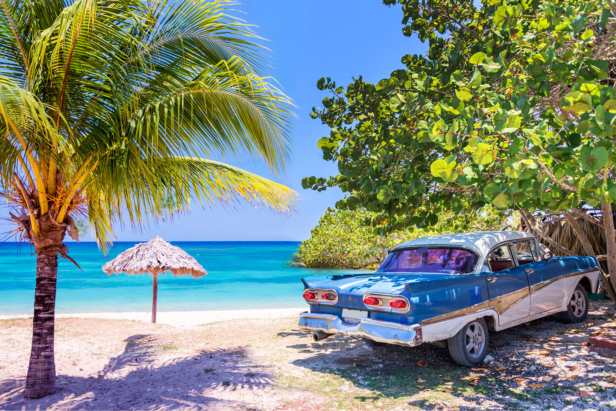 Vintage American blue car parked next to a palm tree on a white sand beach