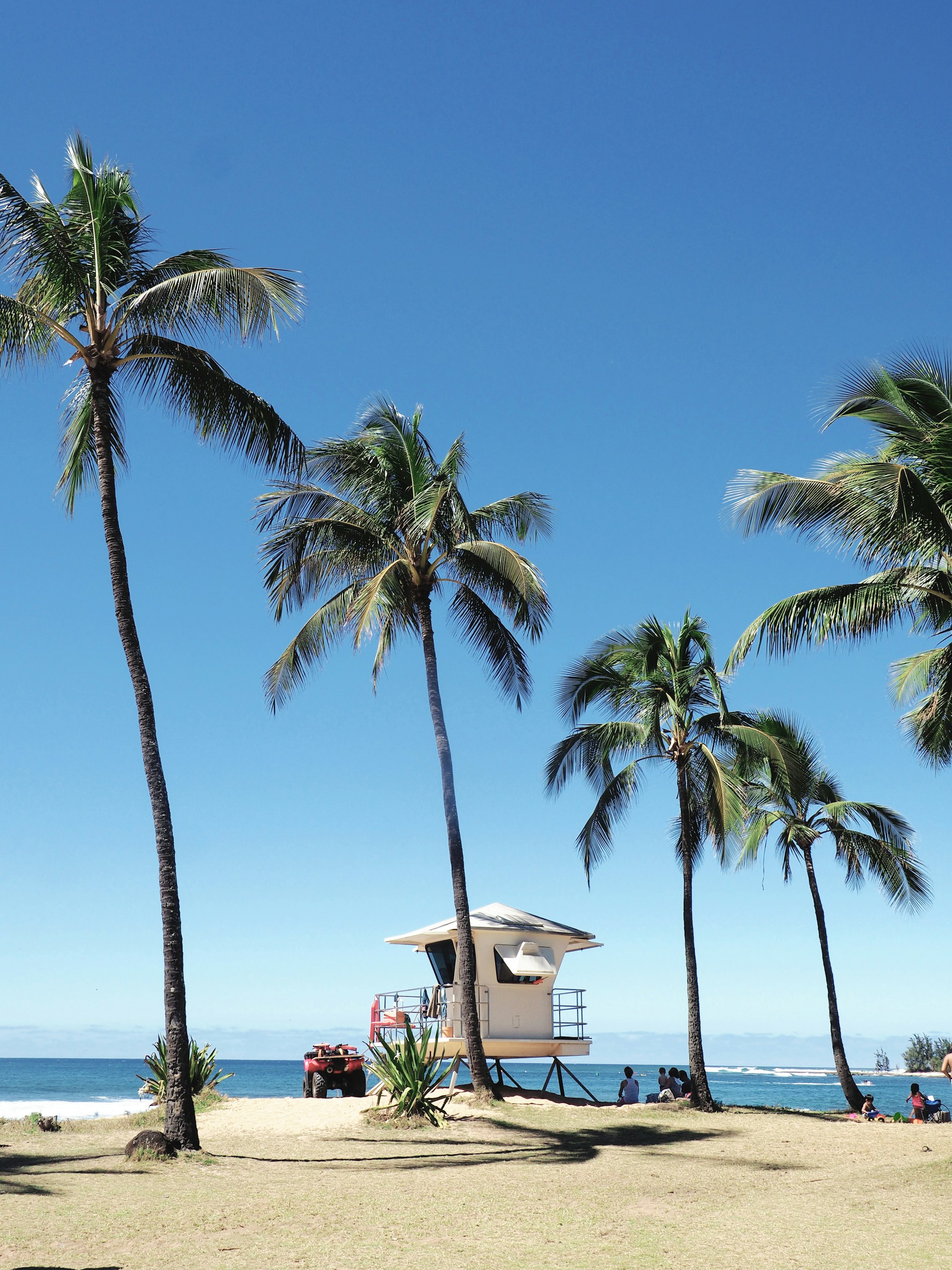 Palms lined up on a beach with a beach shack