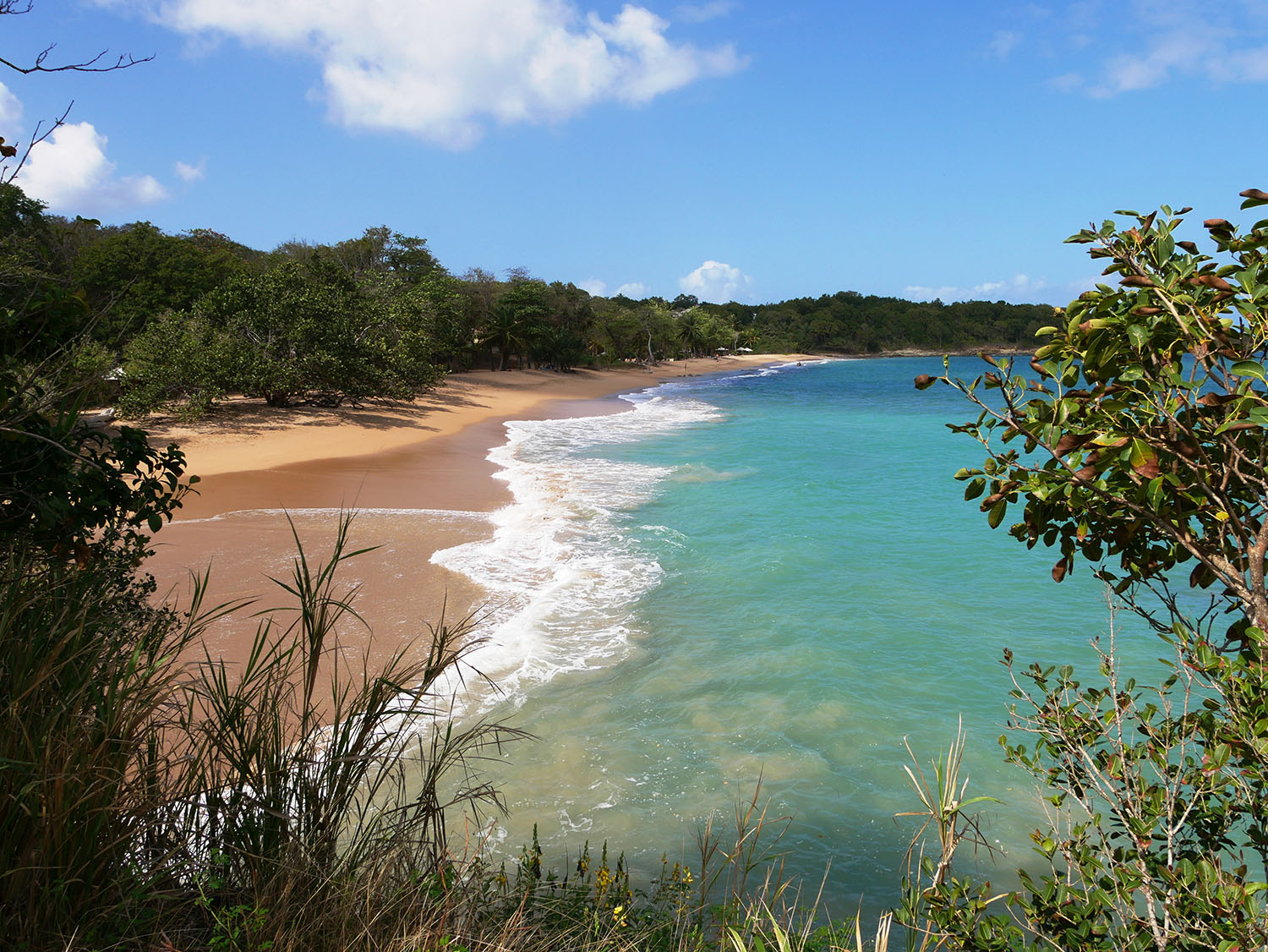 Aerial view of a tropical golden sand beach next to a thick forest