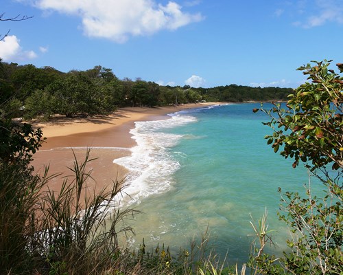 Aerial view of a tropical golden sand beach next to a thick forest