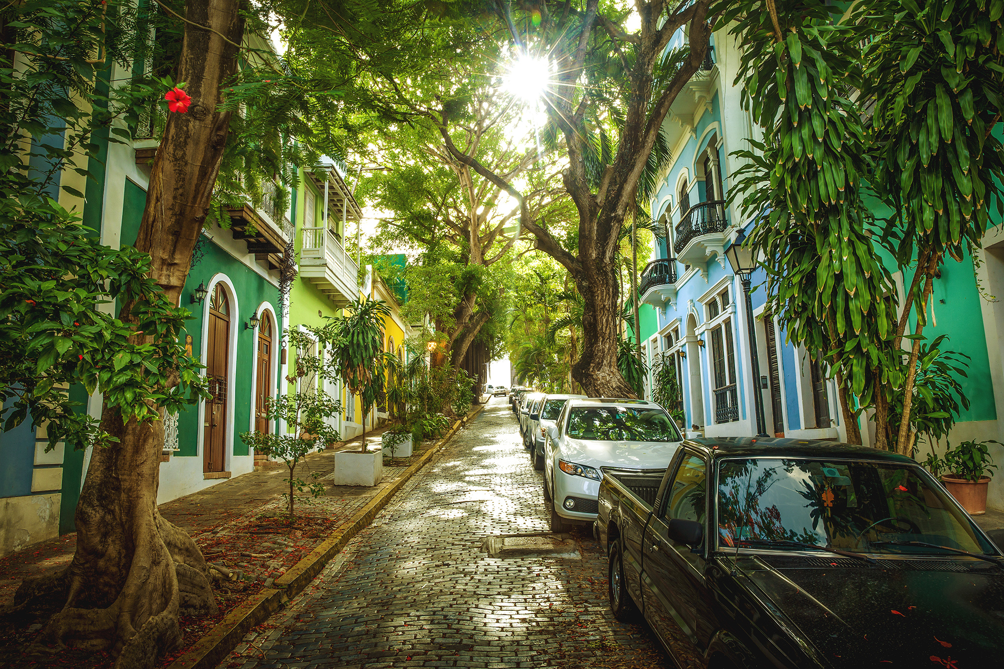 Beautiful cobbled street full of trees 