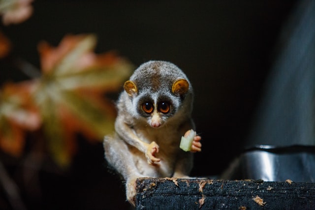 Sitting loris eating a piece of fruit