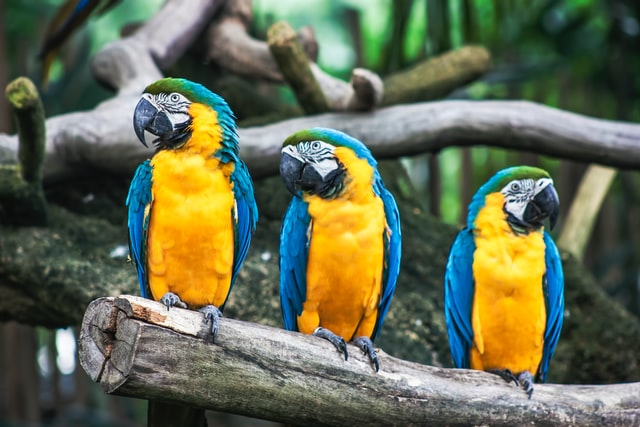 3 colourful parrots perching on a branch