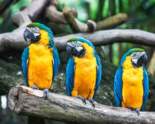 3 colourful parrots perching on a branch